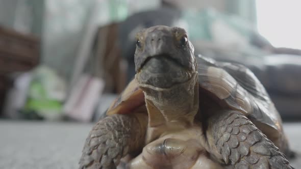 A close of a tortoise face on yawning