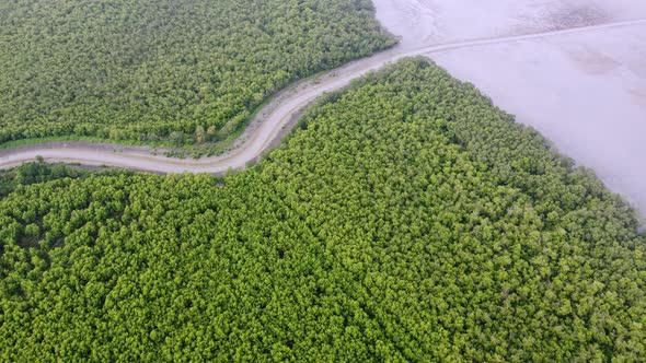 River to sea at the mangrove forest