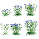Scabiosa Flower - Pincushion Flower - 3DOcean Item for Sale