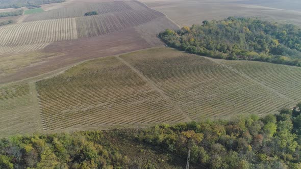 Aerial view of vineyards on a sunny autumn day