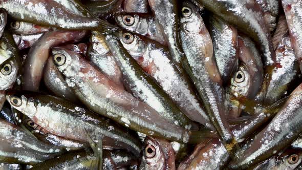 Many small little fish anchovy, tyulka, sprats, seafood background fresh raw food.