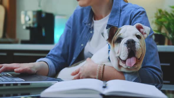 Closeup Shot of a Small Bulldog Sitting on Woman's Hands