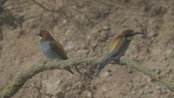 European Beeeater or Merops Apiaster