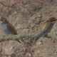 European Beeeater or Merops Apiaster - VideoHive Item for Sale