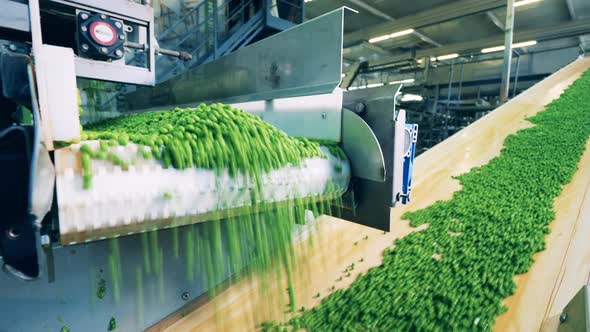 Conveyor Transportation of Processed Green Peas