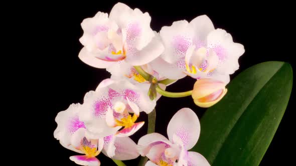 Blooming White Orchid Phalaenopsis Flower