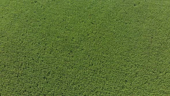 aerial view of corn field in late summer