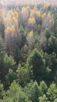 Vertical Video of an Autumn Forest During the Day