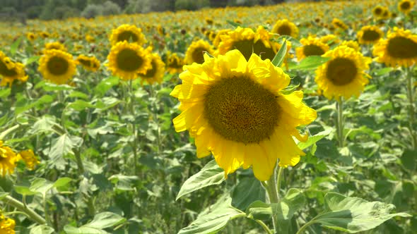 Sunflower Shakes In The Wind