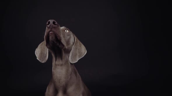 Funny Weimaraner dog catching snack in studio on black background