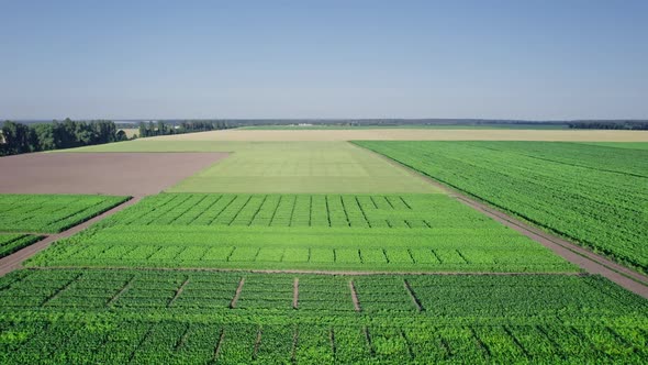 Beautiful Summer Landscape of a Corn Field