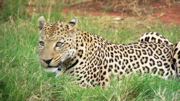 Wildlife Leopard in Africa