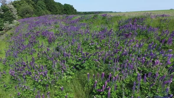 Lupine Field