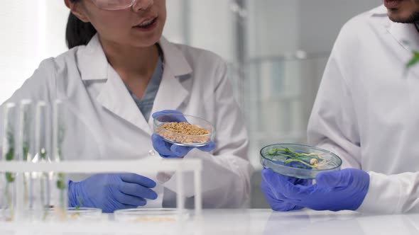 Scientists Inspecting Genetically Modified Plant Seeds