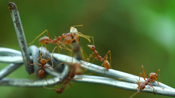 ants carrying food on the wire r