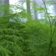 Small Green Plants growing in forest Surrounded By Tall Trees - VideoHive Item for Sale