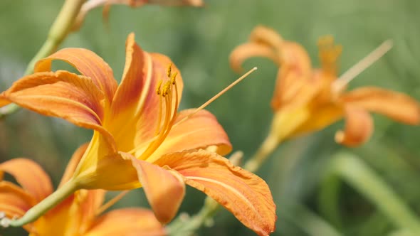 Bud of  orange flower Hemerocallis fulva tiger in the garden close-up 4K 2160p 30fps UltraHD footage