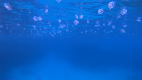 Tropical Blue Underwater Jellyfish