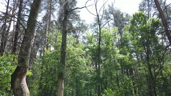 Beautiful Green Forest on a Summer Day Slow Motion