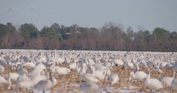 a field full of tundra swans