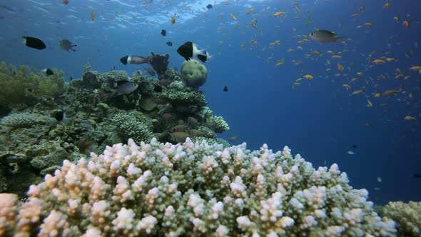 Reef Coral Scene