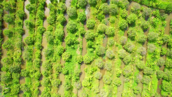 An aerial view over banana and durian plantations