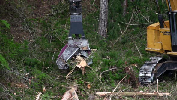 Feller buncher trimming and cutting wood log with mechanical chainsaw, logging industry