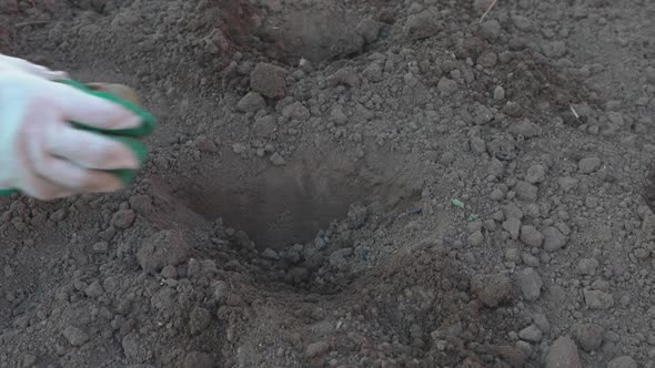 Planting potato seeds. Farmer's hand puts potatoes in a hole and buries them with a shovel