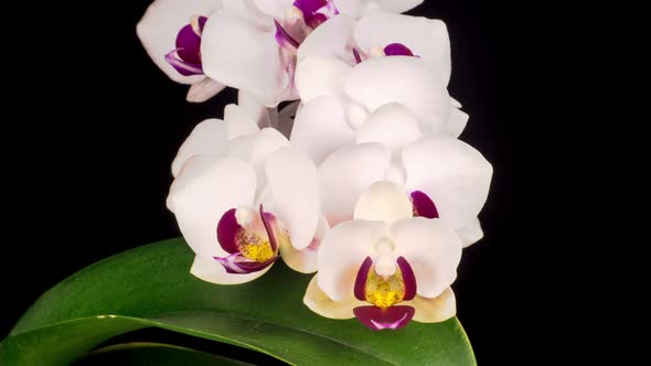 Blooming White Orchid Phalaenopsis Flower