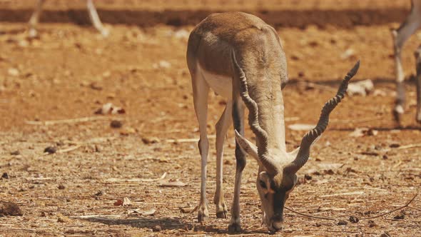 Goa, India. Blackbuck Or Antilope Cervicapra, Also Known As The Indian Antelope, Is An Antelope