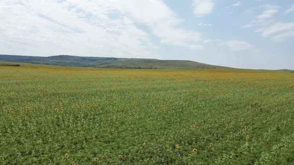 Large Field with Sunflowers in the Daytime in Summer