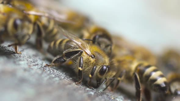 Many Honey Bees Fly Near Their Wooden Hive Crawl Along It. Waving Their Wings.