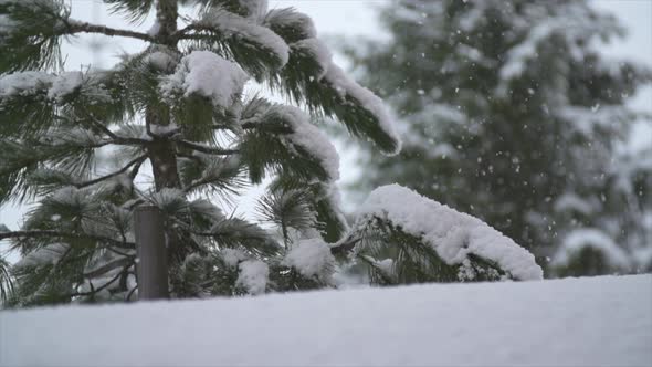 Snow snowing on a tree in the winter.