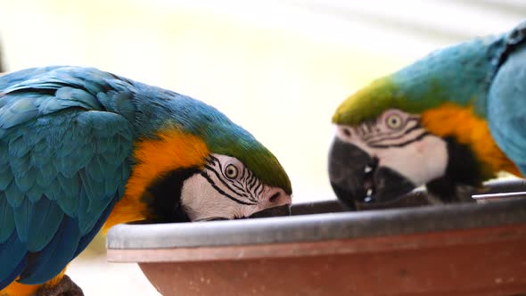 Closeup of two Ara Parrots eating Sunflower Seeds from bowl in zoo during sunny day outdoors