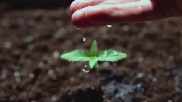 The Cannabis in Natural Conditions. Leaves of Hemp . in Slow Motion Under the Drops of Water