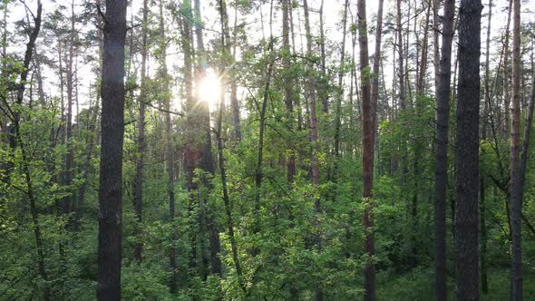 Summer Forest with Pine Trees Slow Motion