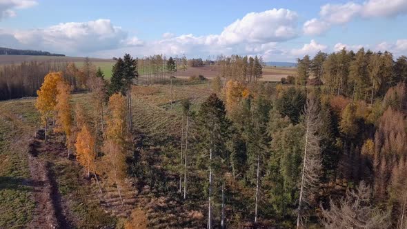 aerial deforested landscape, harvested forest 