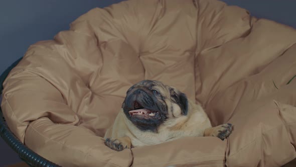 Close Up of Cute Pug Lying on Armchair and Breathing with Her Mouth Open