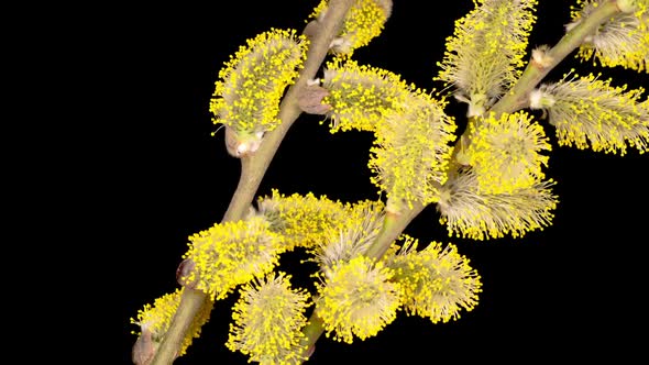 Spring Willow Opening Yellow Fluffy Buds