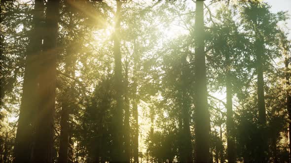 Hyperlapse in Sequoia Forest From Sunrise