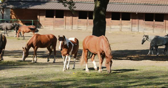 Horses walk at sanded paddock next to stabling on farm. 4k.