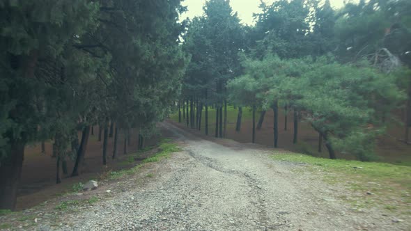Walk along road through pine forest, Gimbal, Nature, 4K
