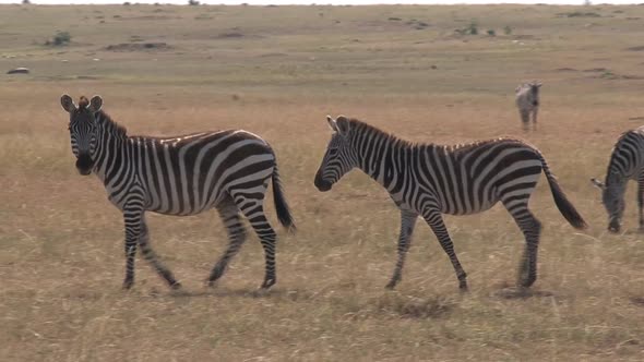 Herd of Zebras Walking on The Savanna