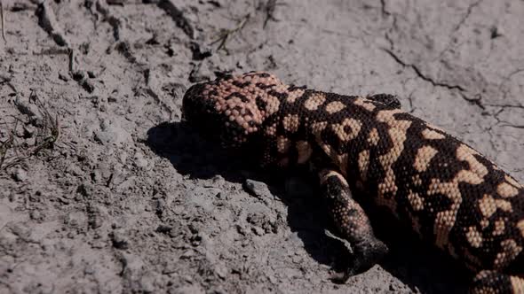 Gila monster on desert tire tracks dirt