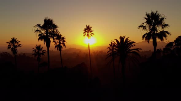 Aerial shot of a row of palm trees at Sunset