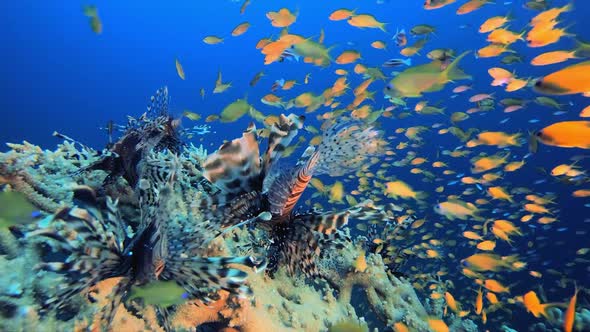 Underwater Lionfish Orange Fish