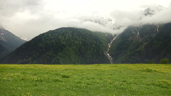 Wonderful Forested Mountain Climate in Meadow With Yellow Flowers