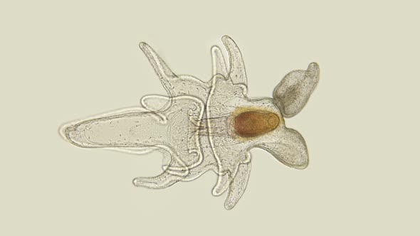 The Larva of the Starfish Asteroidea, Under the Microscope, at the Bipinnaria Stage, the Next Stage