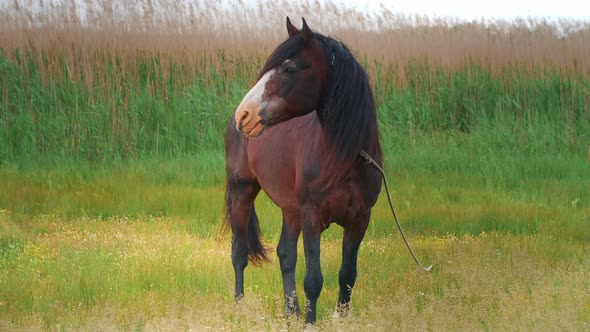 Portrait of beautiful and mighty dark bay male horse