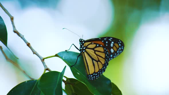 A Beautiful Yellow And Black Winged Monarch Butterfly Resting On Green Leaves - Close Up